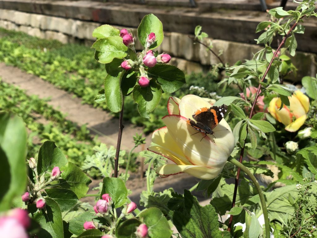 butterflies in the garden