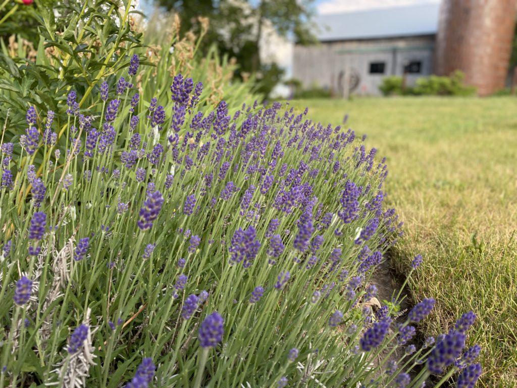 Lavender, South Pond Silo