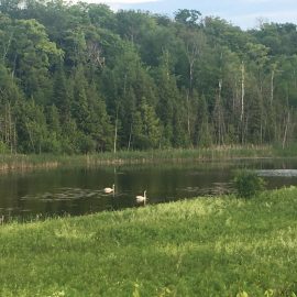 South Pond with Swans