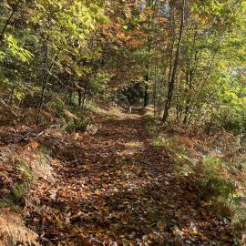 The Trails in Fall