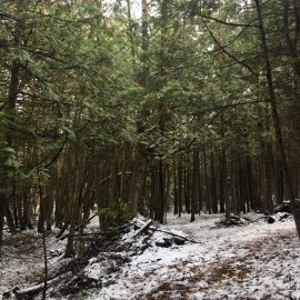 Cedar Grove